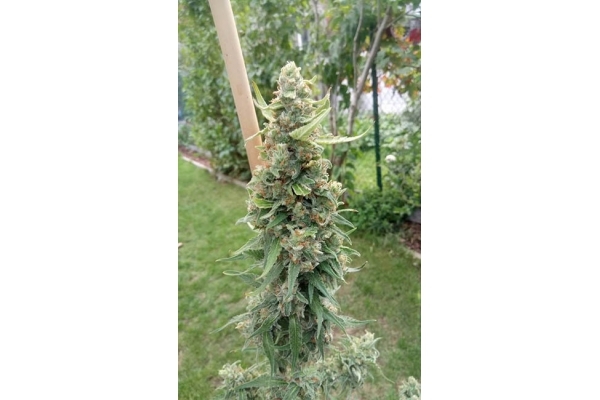 Girl Scout Cookies (Zamnesia Seeds) Femminizzata Girl Scout Cookies (Zamnesia Seeds) Femminizzata