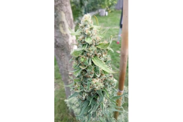 Girl Scout Cookies (Zamnesia Seeds) Femminizzata Girl Scout Cookies (Zamnesia Seeds) Femminizzata