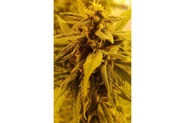 Girl Scout Cookies (Zamnesia Seeds) Femminizzata Girl Scout Cookies (Zamnesia Seeds) Femminizzata