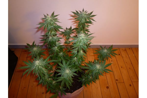 Girl Scout Cookies (Zamnesia Seeds) Femminizzata Girl Scout Cookies (Zamnesia Seeds) Femminizzata