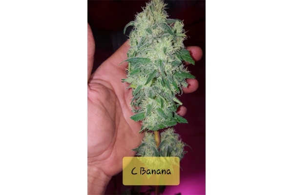 Banana (Zamnesia Seeds) Femminizzata Banana (Zamnesia Seeds) Femminizzata