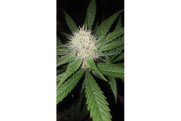 Lemon Power Haze (Zamnesia Seeds) Femminizzata Lemon Power Haze (Zamnesia Seeds) Femminizzata