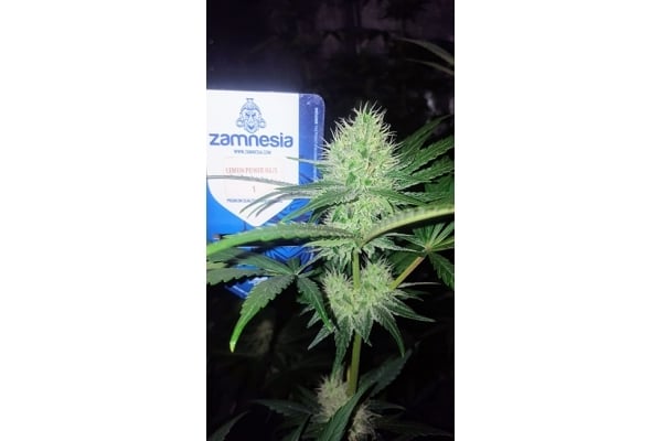 Lemon Power Haze (Zamnesia Seeds) Femminizzata Lemon Power Haze (Zamnesia Seeds) Femminizzata