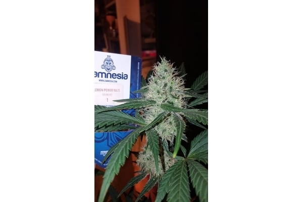 Lemon Power Haze (Zamnesia Seeds) Femminizzata Lemon Power Haze (Zamnesia Seeds) Femminizzata
