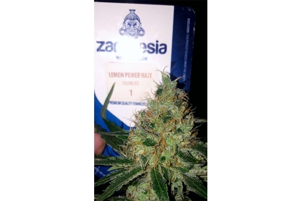 Lemon Power Haze (Zamnesia Seeds) Femminizzata Lemon Power Haze (Zamnesia Seeds) Femminizzata