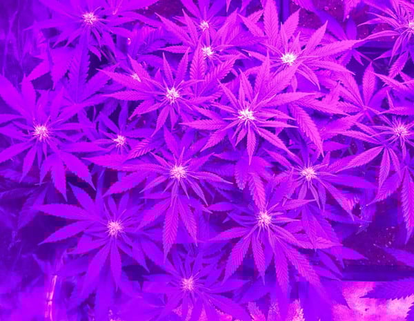 Lemon Power Haze (Zamnesia Seeds) Femminizzata Lemon Power Haze (Zamnesia Seeds) Femminizzata