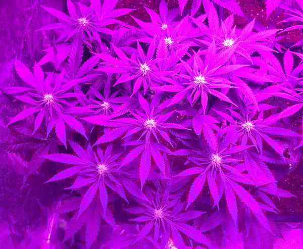 Lemon Power Haze (Zamnesia Seeds) Femminizzata Lemon Power Haze (Zamnesia Seeds) Femminizzata