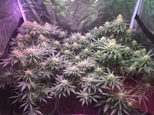 Lemon Power Haze (Zamnesia Seeds) Femminizzata Lemon Power Haze (Zamnesia Seeds) Femminizzata
