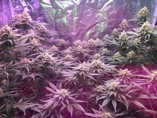Lemon Power Haze (Zamnesia Seeds) Femminizzata Lemon Power Haze (Zamnesia Seeds) Femminizzata