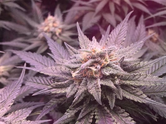 Lemon Power Haze (Zamnesia Seeds) Femminizzata Lemon Power Haze (Zamnesia Seeds) Femminizzata