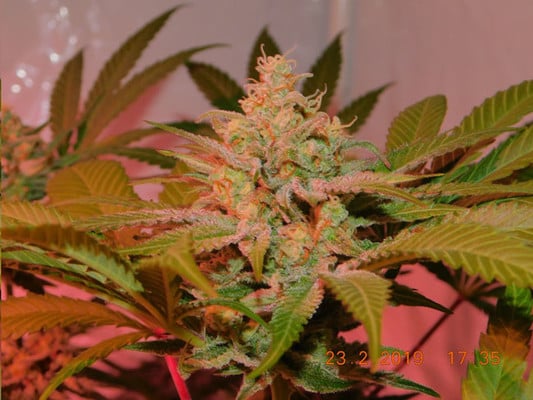 Lemon Power Haze (Zamnesia Seeds) Femminizzata Lemon Power Haze (Zamnesia Seeds) Femminizzata
