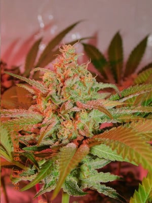 Lemon Power Haze (Zamnesia Seeds) Femminizzata Lemon Power Haze (Zamnesia Seeds) Femminizzata