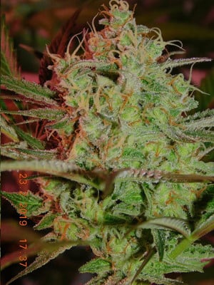 Lemon Power Haze (Zamnesia Seeds) Femminizzata Lemon Power Haze (Zamnesia Seeds) Femminizzata