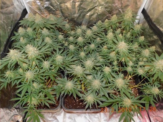 Lemon Power Haze (Zamnesia Seeds) Femminizzata Lemon Power Haze (Zamnesia Seeds) Femminizzata