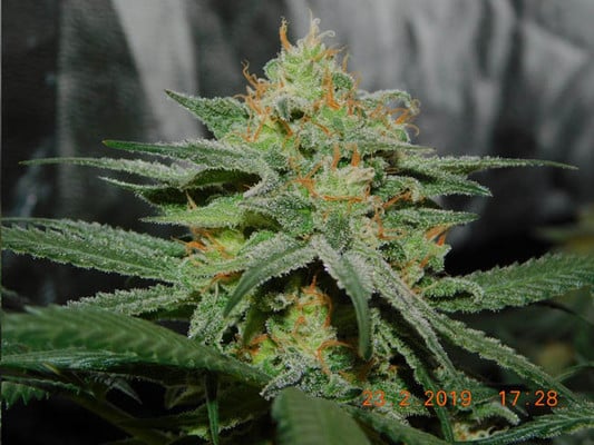 Lemon Power Haze (Zamnesia Seeds) Femminizzata Lemon Power Haze (Zamnesia Seeds) Femminizzata