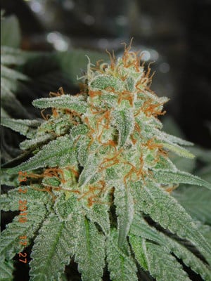 Lemon Power Haze (Zamnesia Seeds) Femminizzata Lemon Power Haze (Zamnesia Seeds) Femminizzata