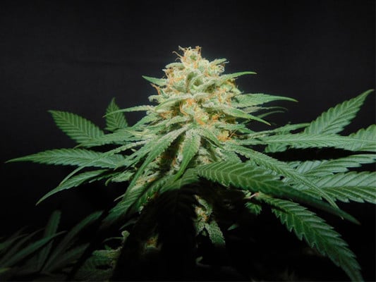 Lemon Power Haze (Zamnesia Seeds) Femminizzata Lemon Power Haze (Zamnesia Seeds) Femminizzata