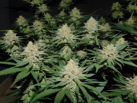 Lemon Power Haze (Zamnesia Seeds) Femminizzata Lemon Power Haze (Zamnesia Seeds) Femminizzata