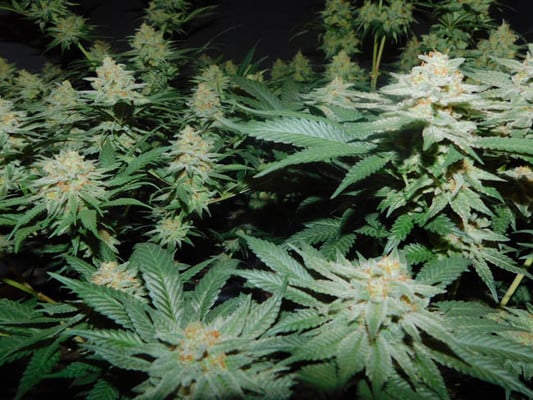 Lemon Power Haze (Zamnesia Seeds) Femminizzata Lemon Power Haze (Zamnesia Seeds) Femminizzata