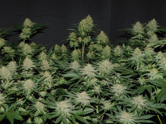 Lemon Power Haze (Zamnesia Seeds) Femminizzata Lemon Power Haze (Zamnesia Seeds) Femminizzata