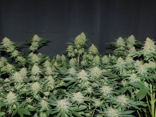 Lemon Power Haze (Zamnesia Seeds) Femminizzata Lemon Power Haze (Zamnesia Seeds) Femminizzata