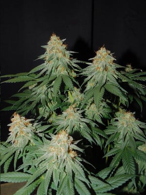 Lemon Power Haze (Zamnesia Seeds) Femminizzata Lemon Power Haze (Zamnesia Seeds) Femminizzata
