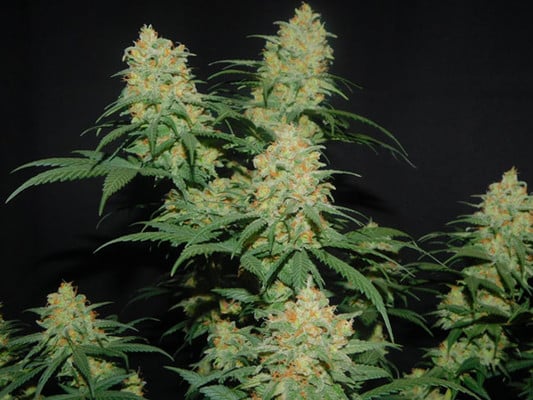 Lemon Power Haze (Zamnesia Seeds) Femminizzata Lemon Power Haze (Zamnesia Seeds) Femminizzata