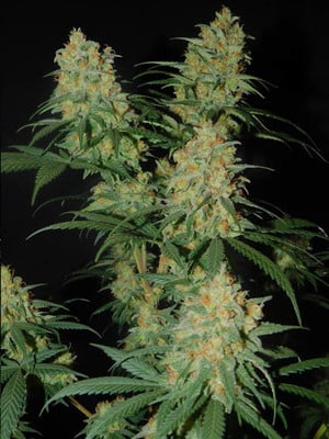 Lemon Power Haze (Zamnesia Seeds) Femminizzata Lemon Power Haze (Zamnesia Seeds) Femminizzata