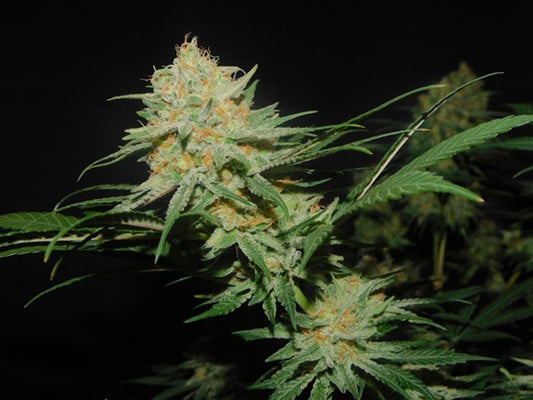 Lemon Power Haze (Zamnesia Seeds) Femminizzata Lemon Power Haze (Zamnesia Seeds) Femminizzata