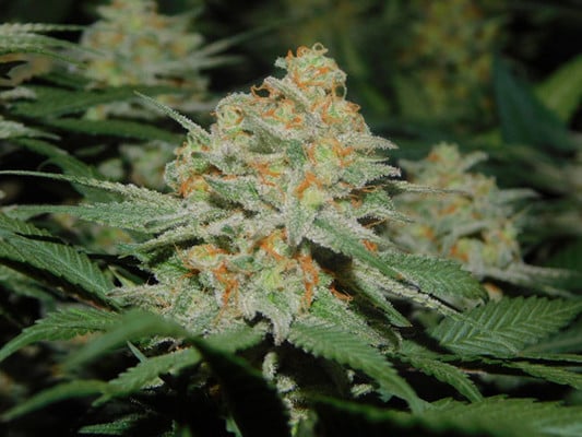 Lemon Power Haze (Zamnesia Seeds) Femminizzata Lemon Power Haze (Zamnesia Seeds) Femminizzata