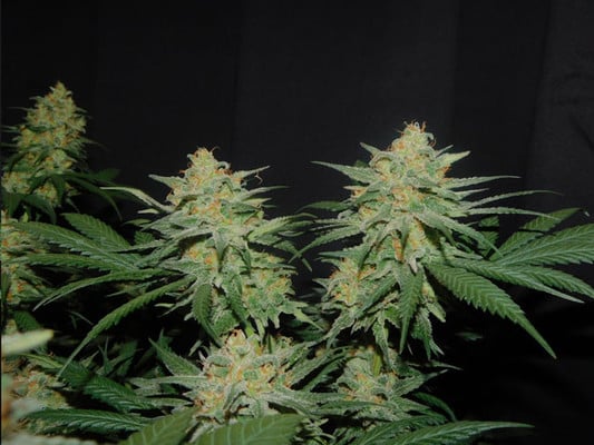 Lemon Power Haze (Zamnesia Seeds) Femminizzata Lemon Power Haze (Zamnesia Seeds) Femminizzata