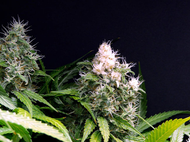 Lemon Power Haze (Zamnesia Seeds) Femminizzata Lemon Power Haze (Zamnesia Seeds) Femminizzata