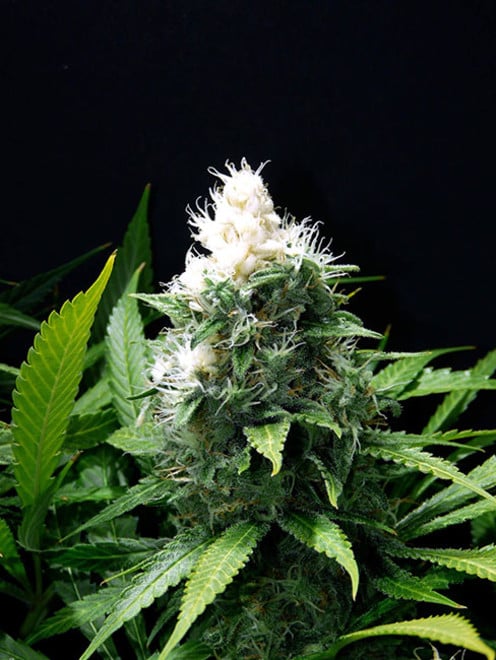 Lemon Power Haze (Zamnesia Seeds) Femminizzata Lemon Power Haze (Zamnesia Seeds) Femminizzata