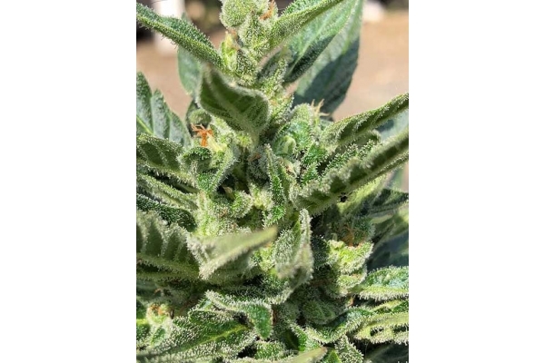 CBD Fix Auto (Zamnesia Seeds) Femminizzata CBD Fix Auto (Zamnesia Seeds) Femminizzata
