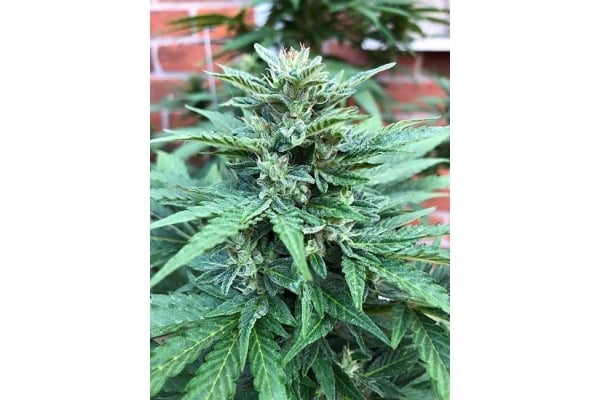 CBD Fix Auto (Zamnesia Seeds) Femminizzata CBD Fix Auto (Zamnesia Seeds) Femminizzata