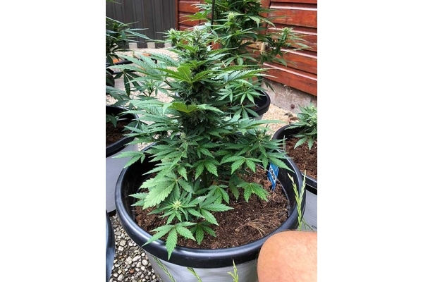 CBD Fix Auto (Zamnesia Seeds) Femminizzata CBD Fix Auto (Zamnesia Seeds) Femminizzata