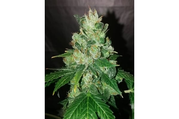 CBD Fix Auto (Zamnesia Seeds) Femminizzata CBD Fix Auto (Zamnesia Seeds) Femminizzata