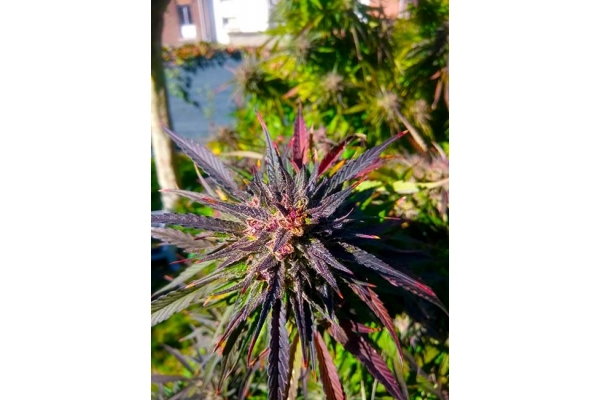 Blue Forest Berry (Growers Choice) Femminizzata Blue Forest Berry (Growers Choice) Femminizzata