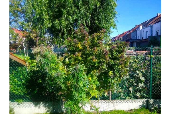 Blue Forest Berry (Growers Choice) Femminizzata Blue Forest Berry (Growers Choice) Femminizzata