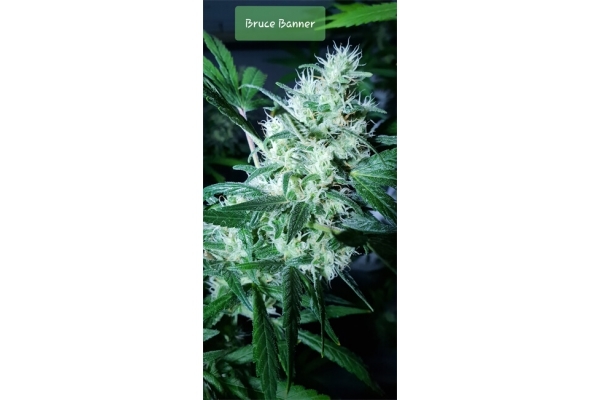 Bruce Banner 3 (Zamnesia Seeds) Femminizzata Bruce Banner 3 (Zamnesia Seeds) Femminizzata