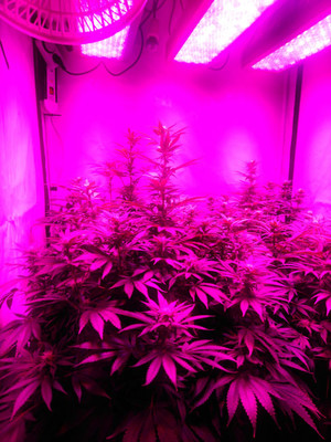 Bruce Banner 3 (Zamnesia Seeds) Femminizzata Bruce Banner 3 (Zamnesia Seeds) Femminizzata