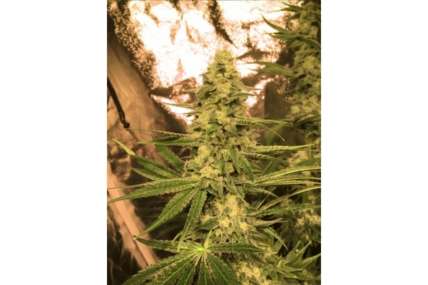 Larry Bird Kush (Zamnesia Seeds) femminizzata Larry Bird Kush (Zamnesia Seeds) femminizzata