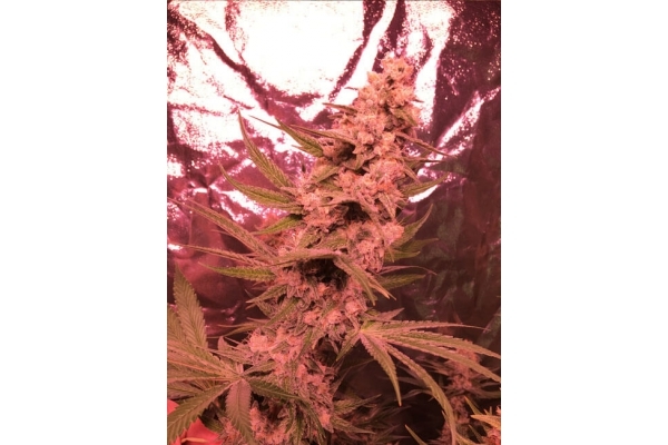 Larry Bird Kush (Zamnesia Seeds) femminizzata Larry Bird Kush (Zamnesia Seeds) femminizzata