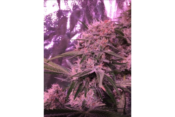 Larry Bird Kush (Zamnesia Seeds) femminizzata Larry Bird Kush (Zamnesia Seeds) femminizzata