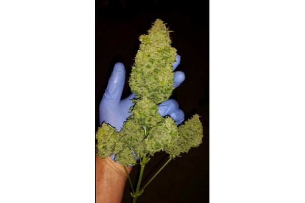 Larry Bird Kush (Zamnesia Seeds) femminizzata Larry Bird Kush (Zamnesia Seeds) femminizzata