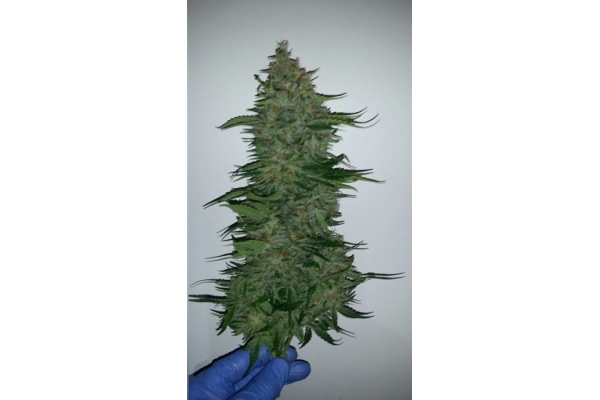 Larry Bird Kush (Zamnesia Seeds) femminizzata Larry Bird Kush (Zamnesia Seeds) femminizzata