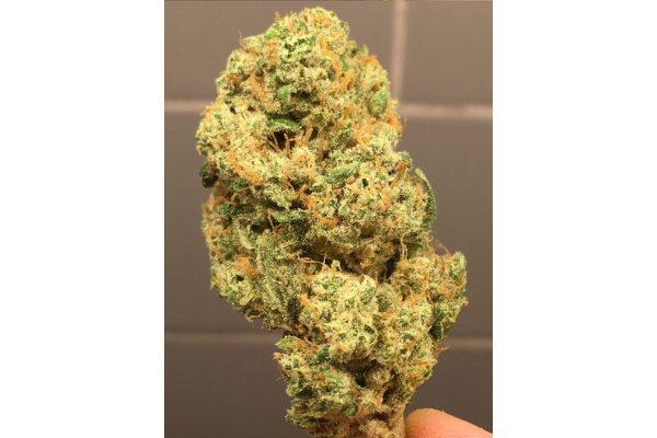 Larry Bird Kush (Zamnesia Seeds) femminizzata Larry Bird Kush (Zamnesia Seeds) femminizzata