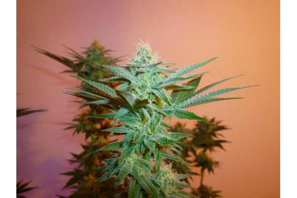 Larry Bird Kush (Zamnesia Seeds) femminizzata Larry Bird Kush (Zamnesia Seeds) femminizzata