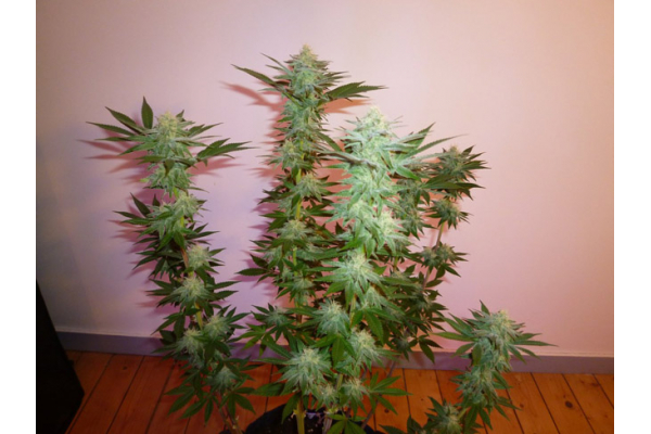 Larry Bird Kush (Zamnesia Seeds) femminizzata Larry Bird Kush (Zamnesia Seeds) femminizzata