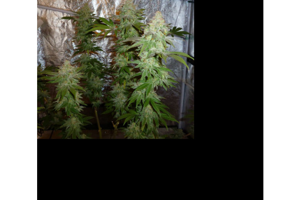 Larry Bird Kush (Zamnesia Seeds) femminizzata Larry Bird Kush (Zamnesia Seeds) femminizzata